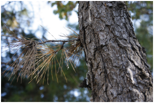 리기다 푸자리움 송진가지마름병(Pine Pitch Canker)