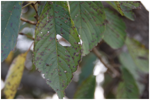 벚나무 갈색무늬구멍병 (Shot Hole Desease of Flowering Cherry)