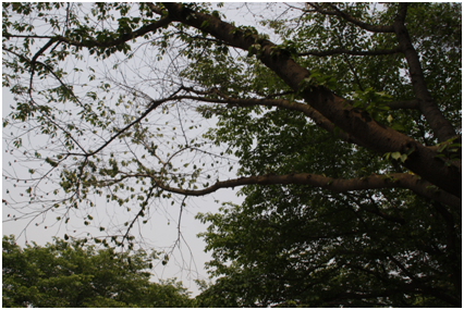 아밀라리아 뿌리썩음병 Armillaria root rot