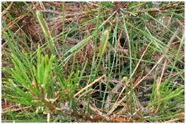 솔잎벌 Neodiprion japonicus (Marlatt)
